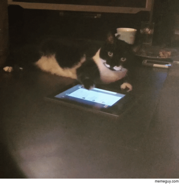 Apparently my cat knows how to use an ipad
