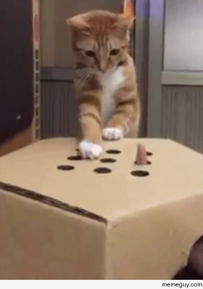 Arcade game for cats
