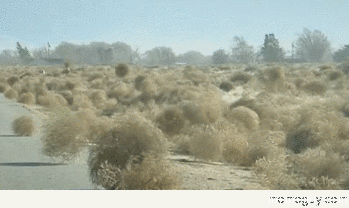 Attack of the Tumbleweeds