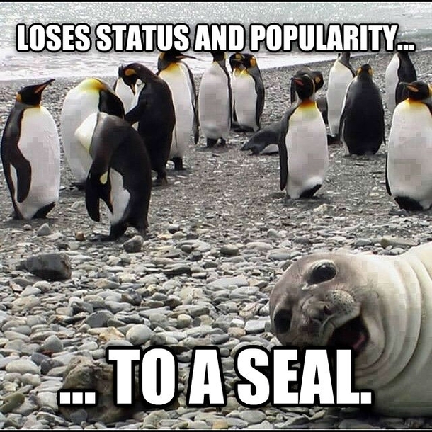 Awkward Penguin Awesome Seal