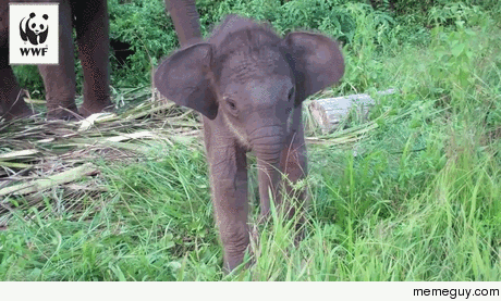 Baby Elephant learns to use its trunk for the st time