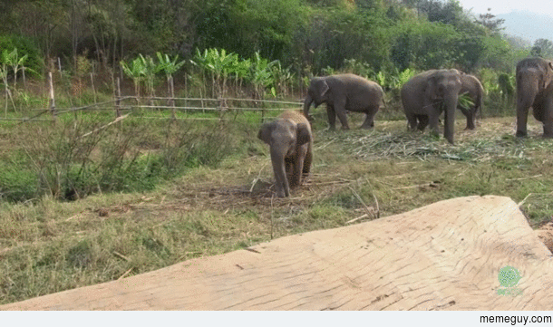 Baby elephant trying to get over a log