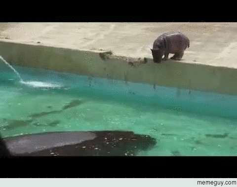 Baby hippo takes a dive