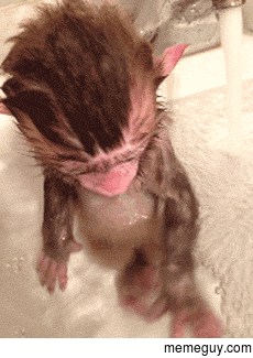 Baby Monkey Taking a Bath