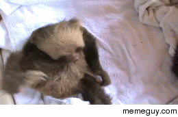 Baby sloth ferociously scratching its head