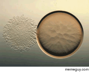 Bacteria myxococcus xanthus killing a culture of ecoli like a wolf pack as one journalist put it