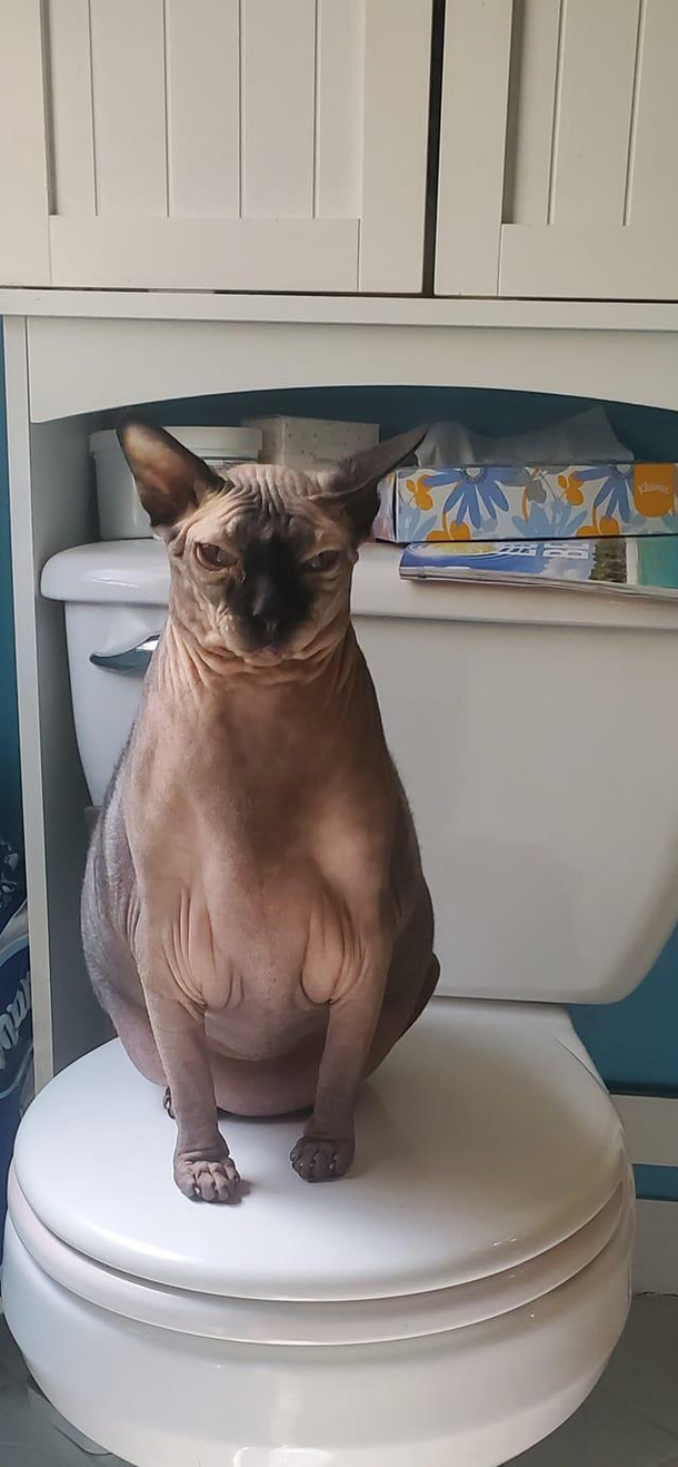 Bald cat is judging you