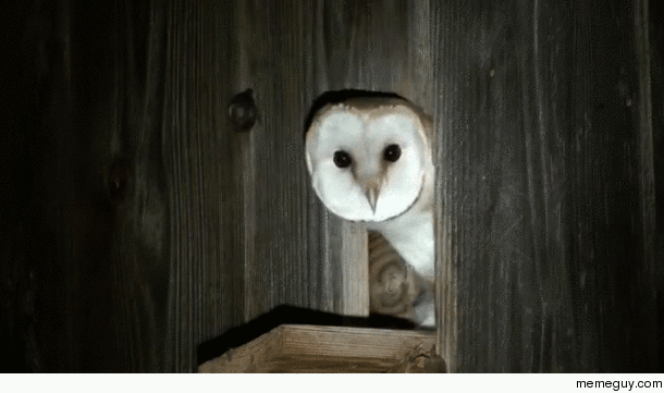 Barn Owls have a very pronounced facial disc which acts like a radar dish guiding sounds into the ear openings