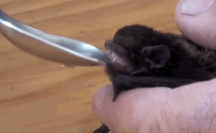 Bat drinking water from a spoon
