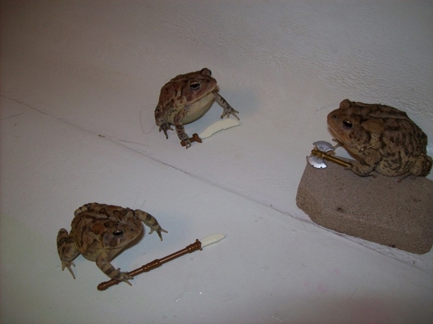 Battle Toads