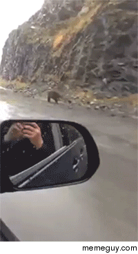 Bear running at full speed