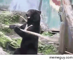 Bears Always thinking of new ways to fuck you up