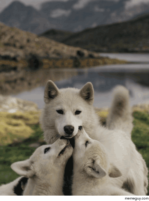 Beautiful gif of a wolf and her pups