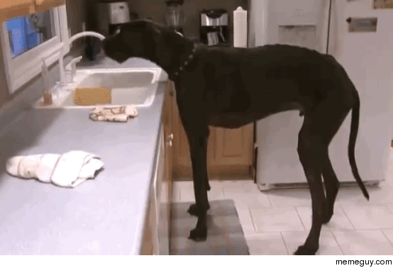 Being the Worlds Largest Dog is Thirsty Work