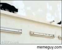 bird outsmarts cat