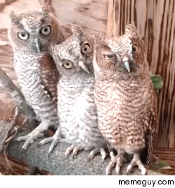 blinking-owls-122148.gif