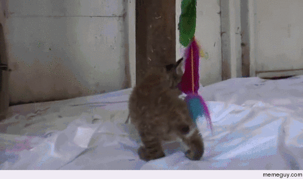 Bobcat kitten rescued from wildfire doing some exploring