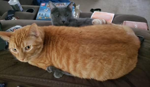 Both my cats really enjoy laying on this part of the couch and they sometimes get into weird passive-aggressive fights about who gets to sit there