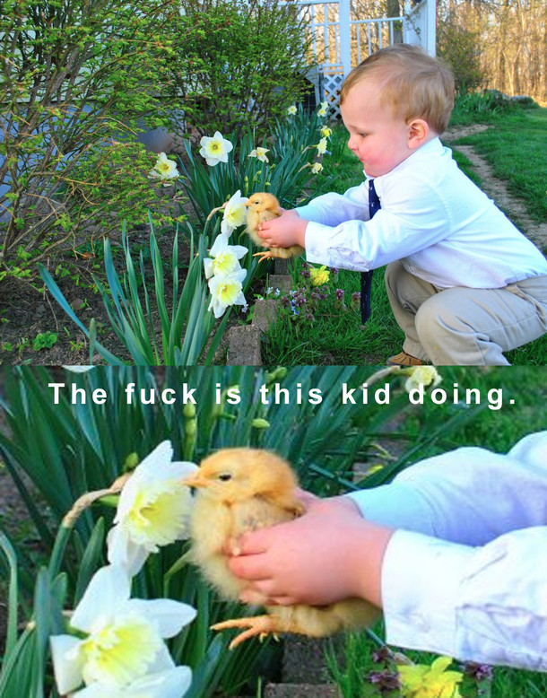 Boy helps his pet chicken smell a flower  from rpics