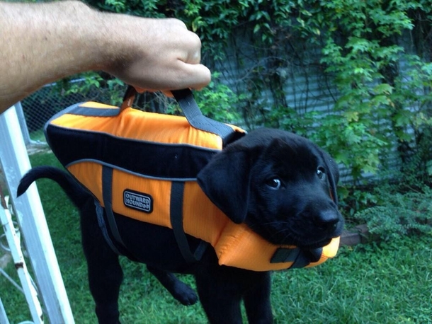 Briefcase with important lab results
