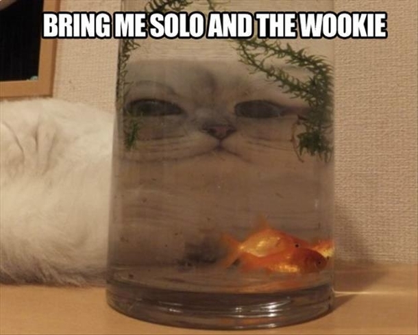 Bring me Solo and the Wookie