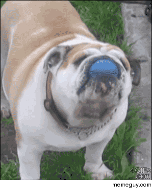 Bulldog surprised when his ball trick works