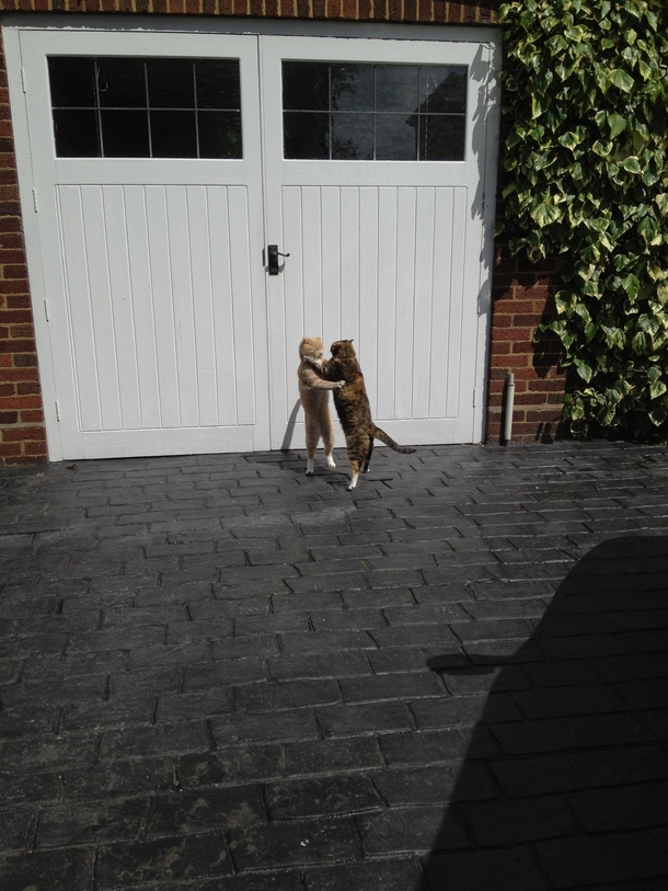 Came home to these two cats in my driveway slow dancing today