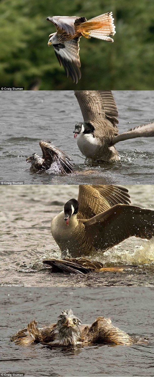 Canadian geese are assholes