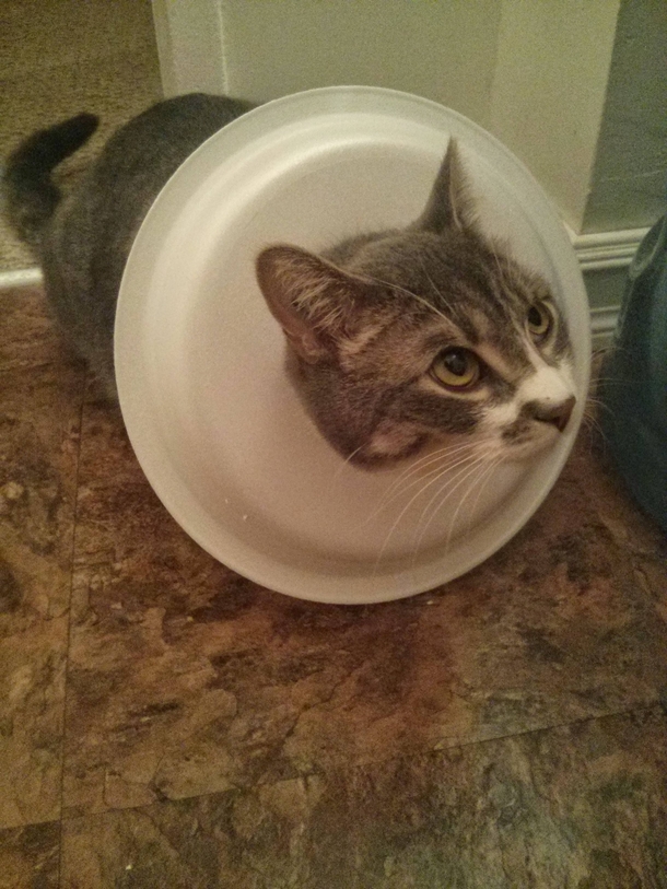 Cant find his cone of shame so this Styrofoam plate of discontent will have to do