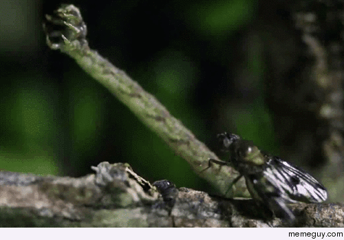 Carnivorous caterpillar snatches fly