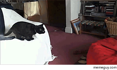 Cat calls dibs on the beanbag