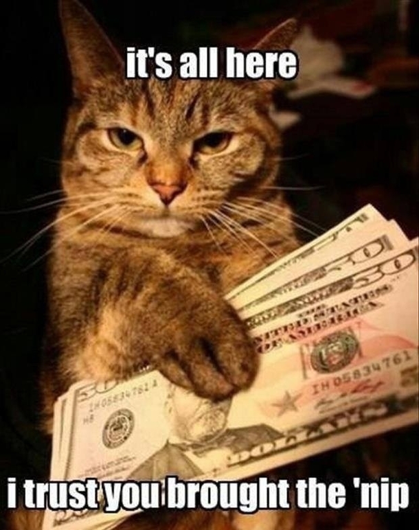 Cat doing deals
