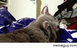 cat gets caught licking itself and forgets about its tongue