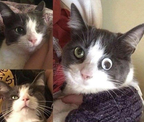 Cat lost her eye to an accident but with modern technologys help she regained it