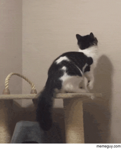 Cat makes his escape