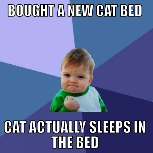 Cat owners will be jealous of this victory