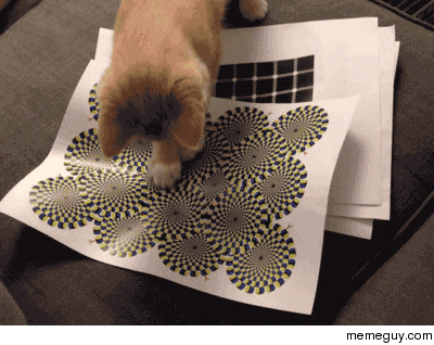 Cat playing with visual print