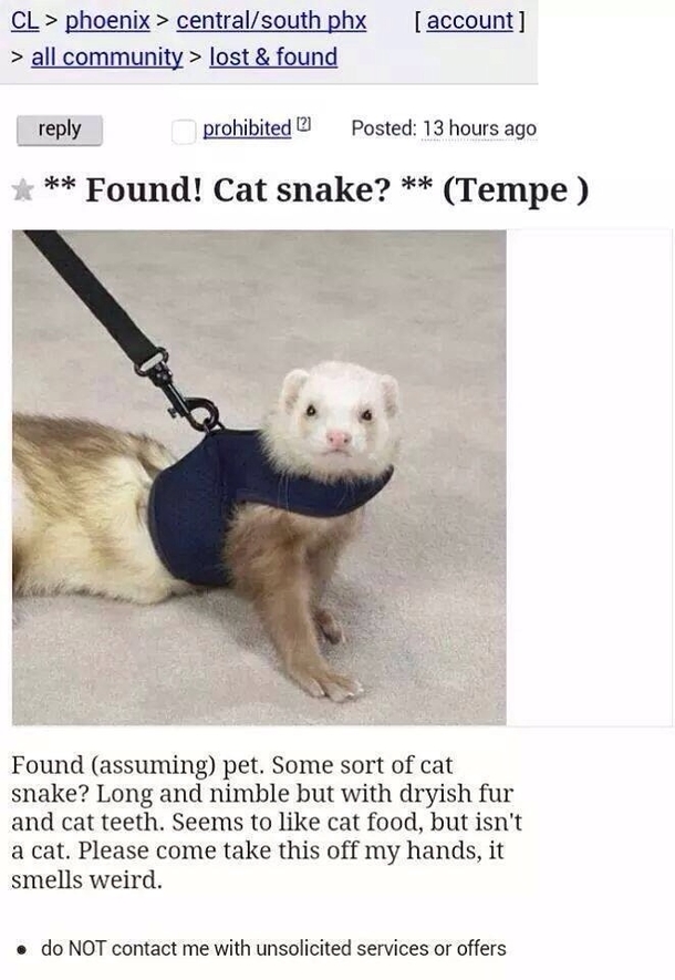 Cat snake assuming pet