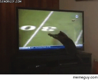 Cat tries to intercept a pass