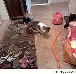 Cat vs long skinny balloon