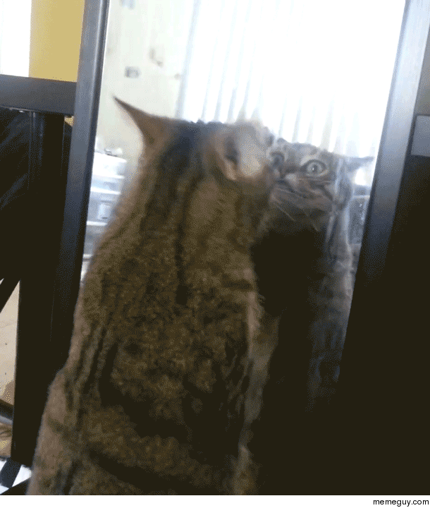 Cat vs Mirror