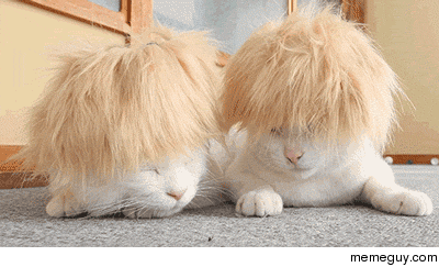 cats with wigs yeah