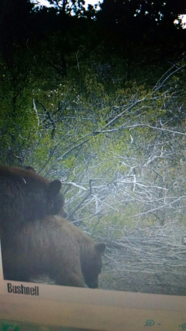 Checked the trail camera and all I saw were fucking bears