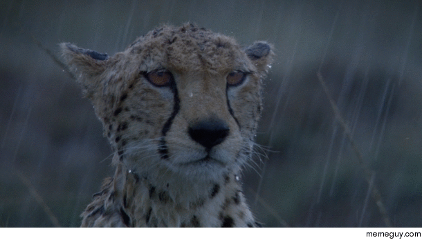 Cheetah tolerates the rain
