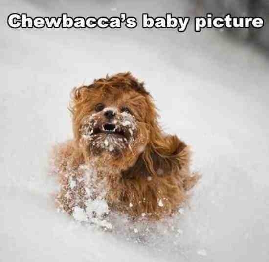 chewbaccas baby pic