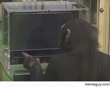 Chimp solving a memory puzzle