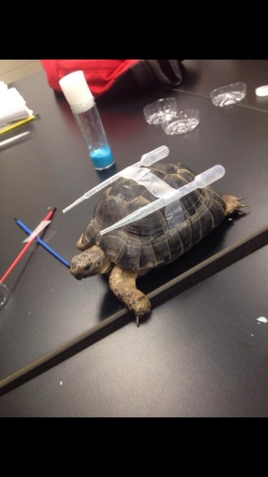 Class Turtle has evolved into Blastoise