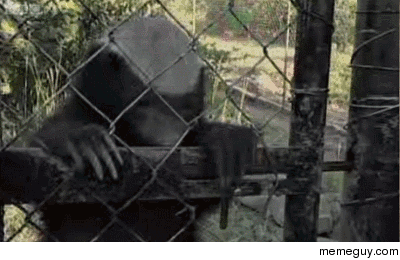 Clever Honey Badgers escape from enclosure