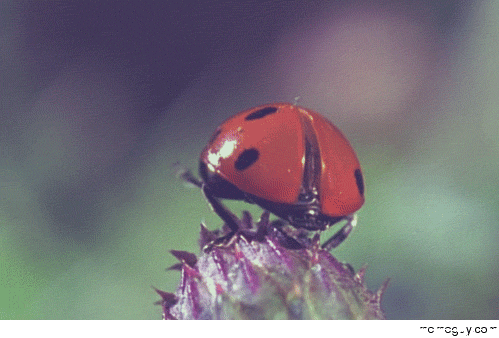 Closeup Ladybug Takeoff