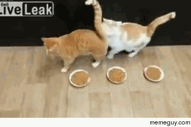Cmon man theres three bowls here x-post from Animalsbeingjerks